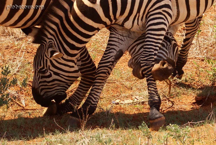 Kenya, Tsavo National Park, zebras