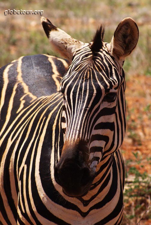 Kenya, Tsavo National Park, zebras