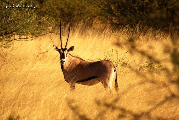 Ethiopia, Awash National Park