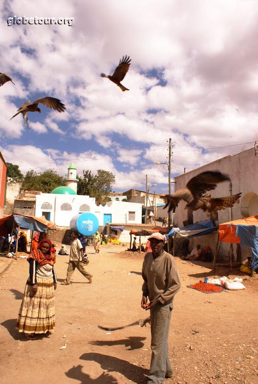 Ethiopia, Harar, eagles