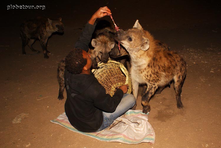 Ethiopia, hienas in Harar