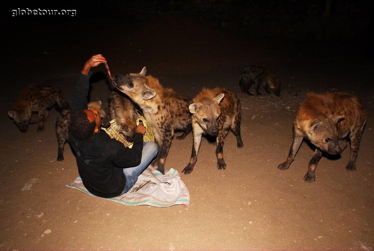 Ethiopia, hienas in Harar