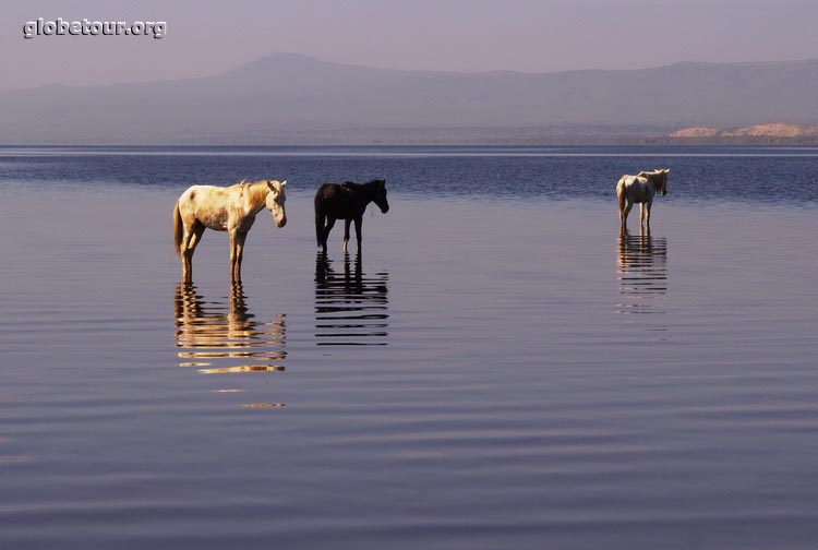 Ethiopia, Lake near Awash National Park