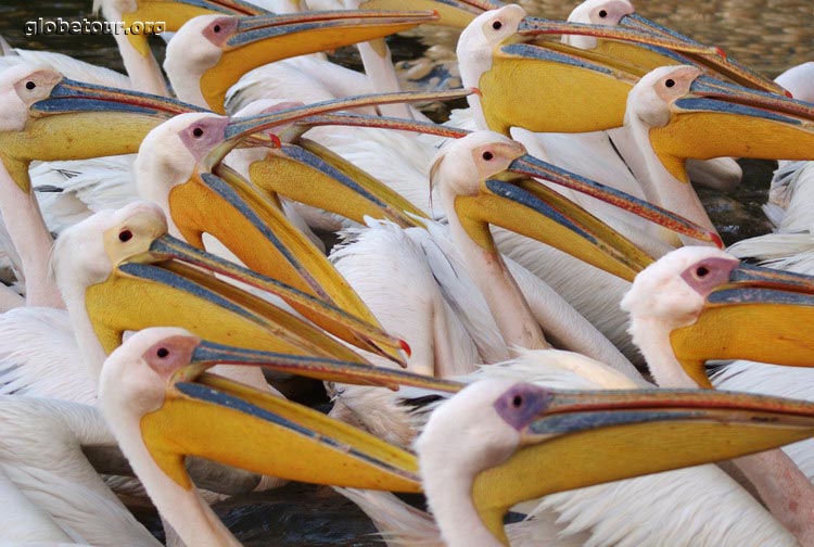 Ethiopia, Bahir Dar, pelicans in lake Tana