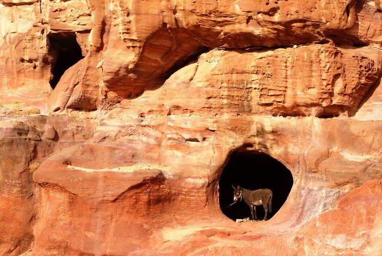 Jordan, Petra, donkey in tomb