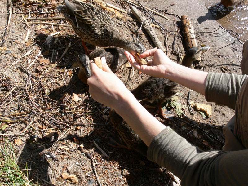 Feating ducks in the island