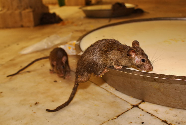 India, Karni Mata Temple