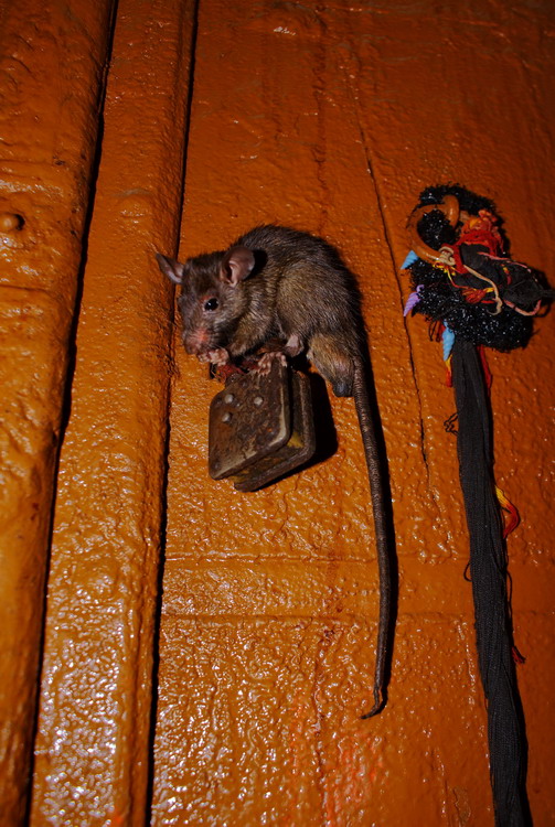 India, Karni Mata Temple