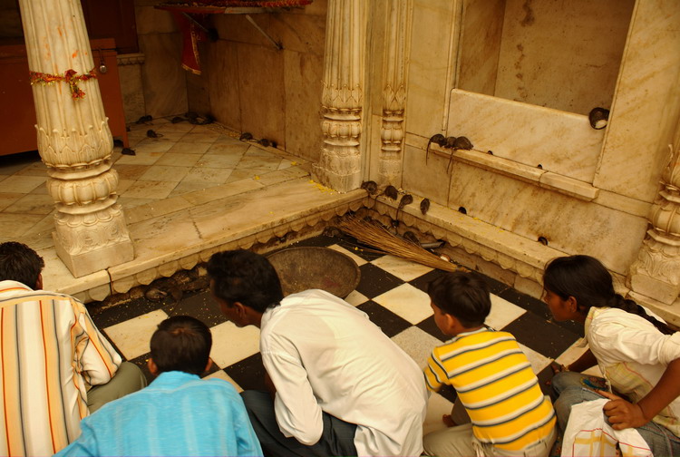 India, Karni Mata Temple, looking for white mouse