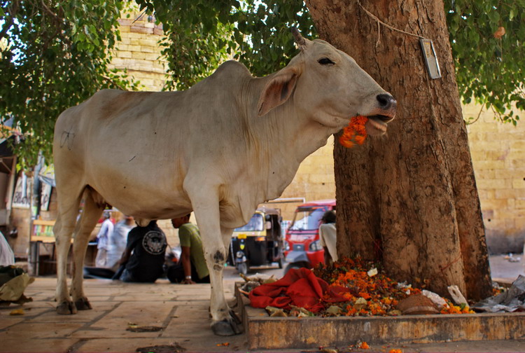 India, Jaisalmer