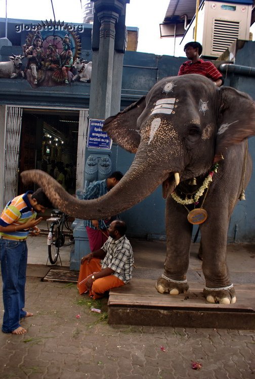 India, Puducherry, lakshi elephan