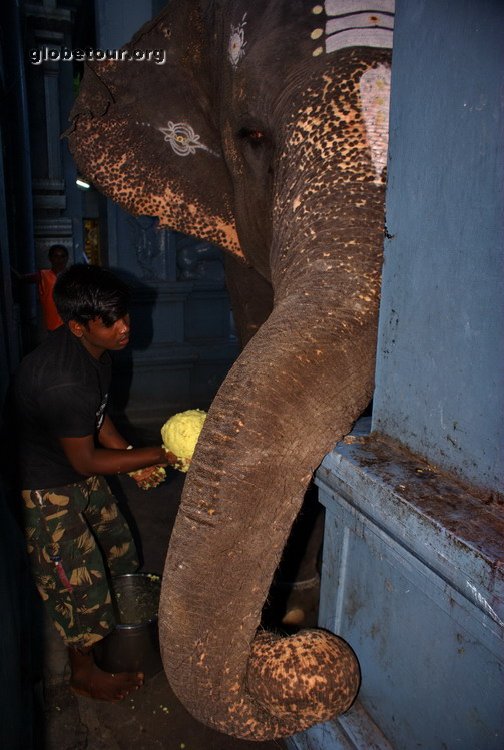 India, Puducherry, lakshi elephan