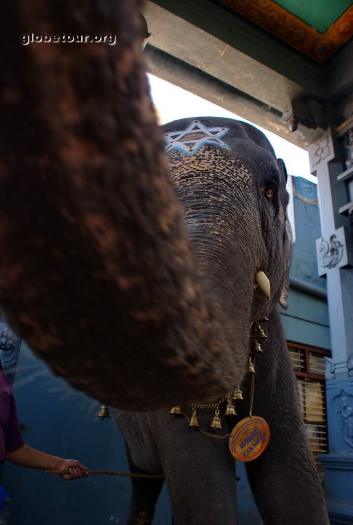 India, Puducherry, lakshi elephan