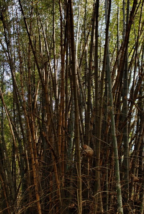 India, Bangalore parks