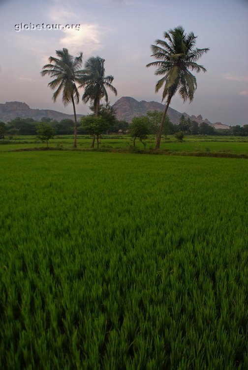 India, rice plantation