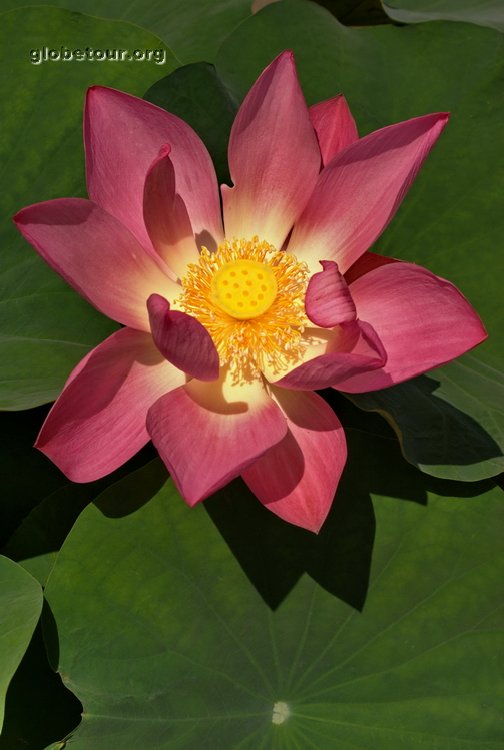 Thailand, Bangkok, lotus flower