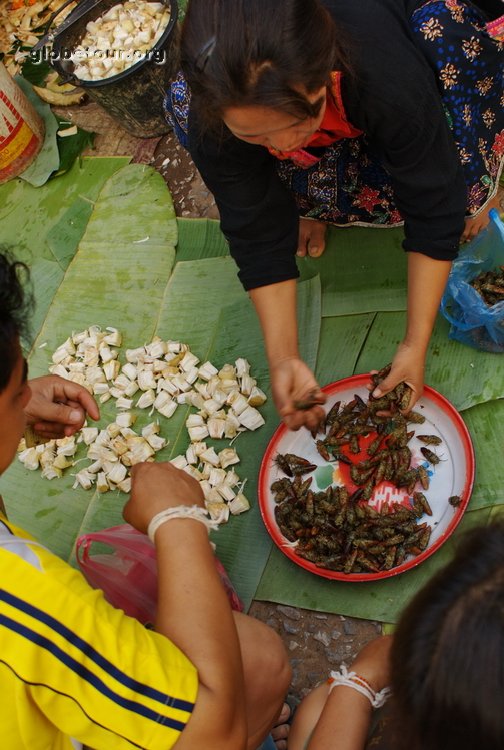 Laos, Luang Prabang, market, insects