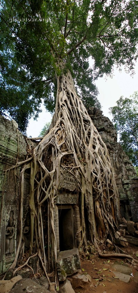 Cambodia, Angkor, Ta Prohm temple