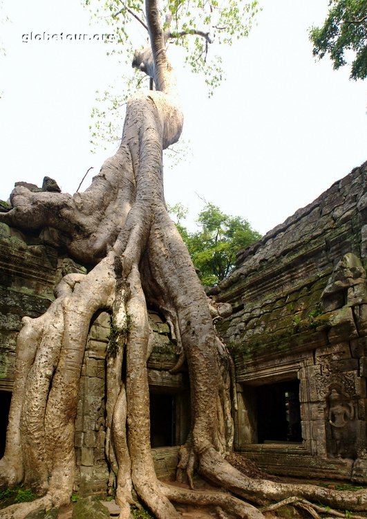 Cambodia, Angkor, Ta Prohm temple