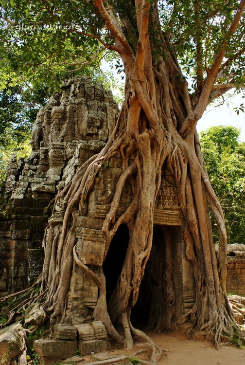 Cambodia, Angkor, Ta Som