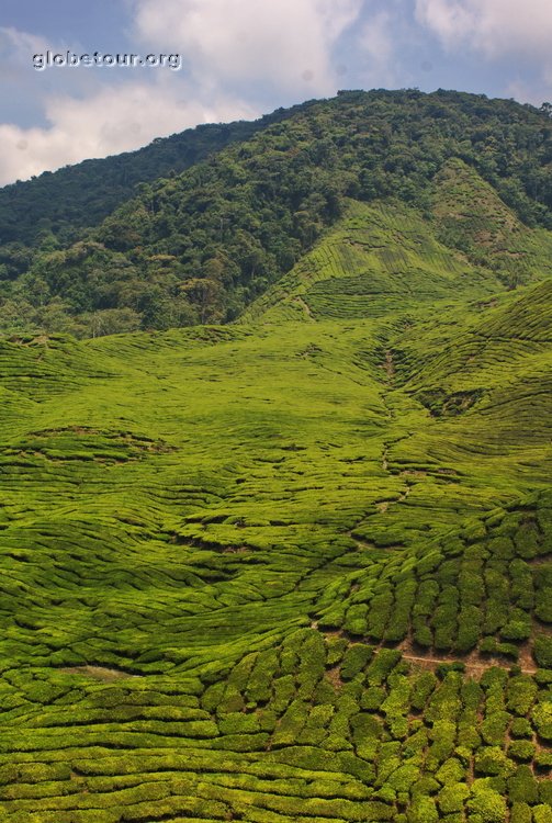 Malaysia, Cameron Highlands, Boh tea plantation