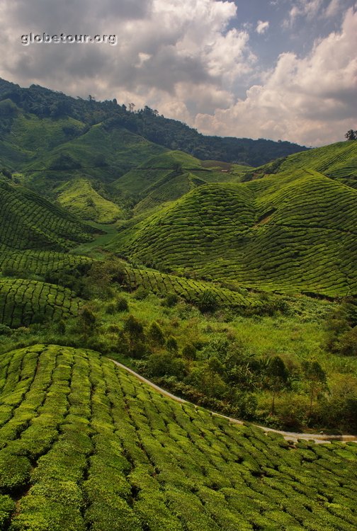 Malaysia, Cameron Highlands, Boh tea plantation