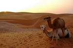 Mauritania,+Nouakchott,+camellos