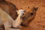 Mauritania,+Nouakchott,+camellos