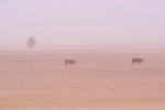 Mauritania,+bacas+en+tormenta+de+arena