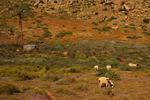 South+Africa,+near+Springbok