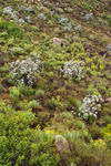 South+Africa,+Cederberg+Mountains