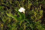 South+Africa,+Cape+Town,+Flower+in+Hermanus