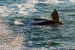 South+Africa,+Cape+Town,+Whale+near+Hermanus