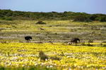 South+Africa,+West+Coast+National+Park,+ostriches