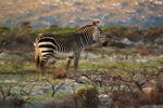 South+Africa,+Zebra+in+Cape+of+Good+Hope