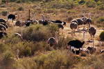 South+Africa,+Ostriches+in+Oudshoorn