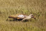 South+Africa,+bird+in++Knysna