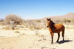 South+Africa,+farm+in+Graaff-Reinet