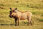 South+Africa,+Addo+Elephant+National+Park,+warthog