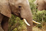 South+Africa,+Addo+Elephant+National+Park,+Elephant