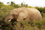 South+Africa,+Addo+Elephant+National+Park,+Elephant