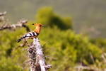 South+Africa,+Addo+Elephant+National+Park,+bird