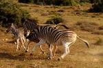 South+Africa,+Addo+Elephant+National+Park,+zebras+fighting