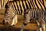 South+Africa,+Addo+Elephant+National+Park,+zebras