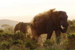 South+Africa,+Addo+Elephant+National+Park,+Elephant