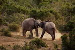 South+Africa,+Addo+Elephant+National+Park,+Elephants+fighting