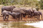 South+Africa,+Addo+Elephant+National+Park,+Elephants