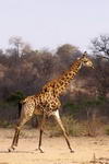 South+Africa,+Kruger+National+Park,+giraffe