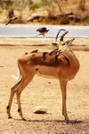 South+Africa,+Kruger+National+Park,+impala