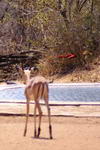 South+Africa,+Kruger+National+Park,++impala+in+front+of+lion